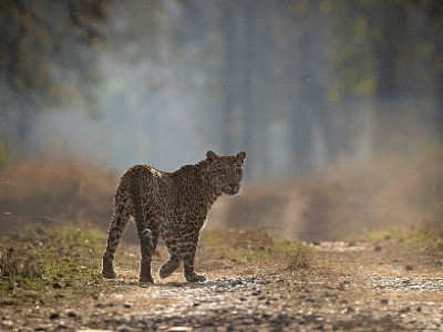 Snapshots From Satpura Tiger Reserve | Nature inFocus