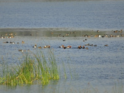 Sirpur Wetland: From Ruination To Ramsar Site Designation | Nature inFocus