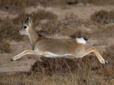 Meet The Extraordinary Denizens Of The Tibetan Plateau | Nature inFocus