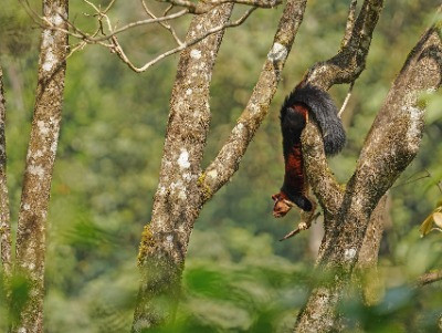 The Giants Of The Treetops | Nature inFocus