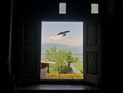 The Beloved Katij Of Kashmir | Nature inFocus