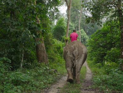 Of Mahouts and Melodies | Nature inFocus