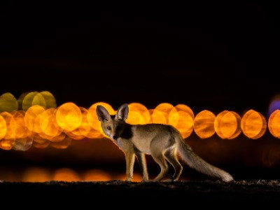 The Red Foxes Of Kuwait City | Nature inFocus