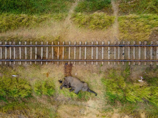 Winner | Ramki Sreenivasan Conservation Photography Award