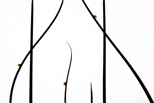 Winner | Creative Nature Photography