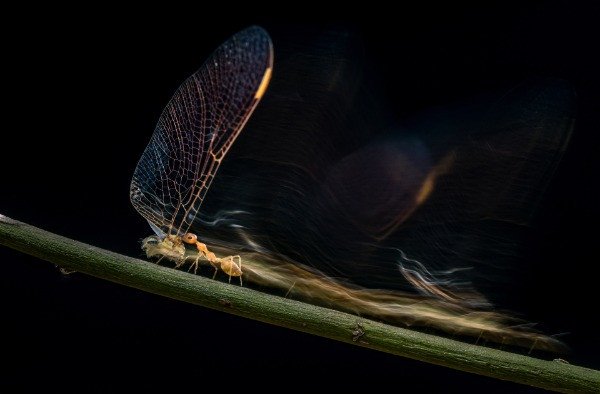 Runner-up | Animal Behaviour