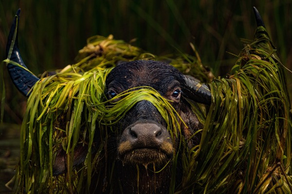 Runner-up | Animal Portraits