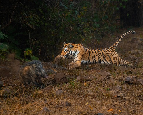 Special Mention | Animal Behaviour