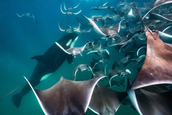 Special Mention | Animal Behaviour