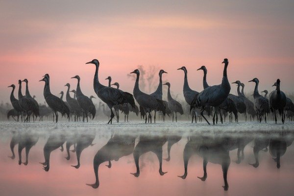 Special Mention | Animal Portraits
