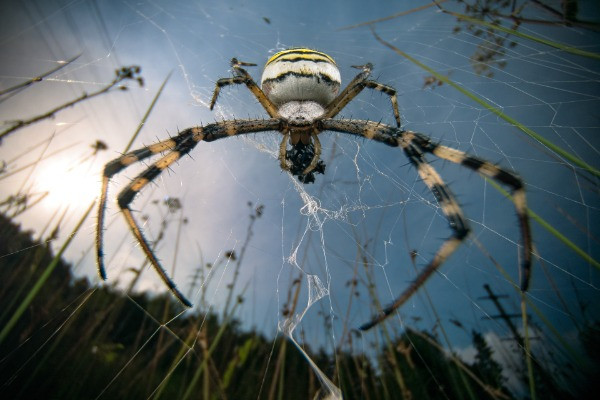 Special Mention | Animal Portraits
