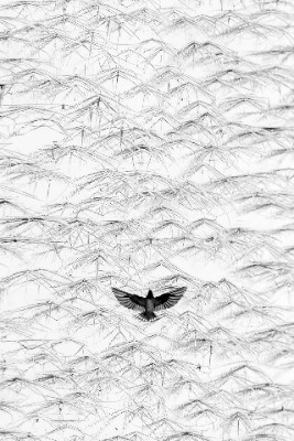 Special Mention | Creative Nature Photography