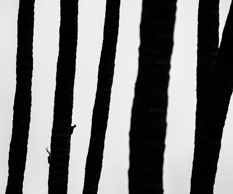 Special Mention | Creative Nature Photography