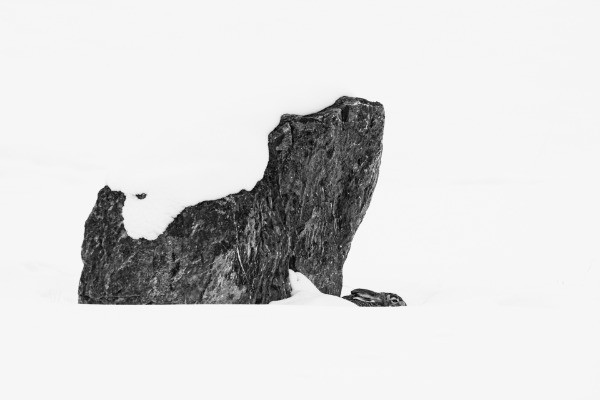 Special Mention | Wildscape & Animals in Their Habitat