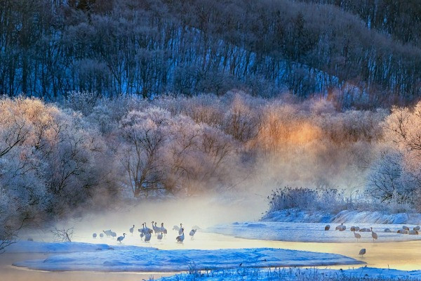 Special Mention | Wildscape & Animals in Their Habitat