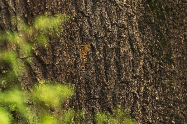 Special Mention | Wildscape & Animals in Their Habitat