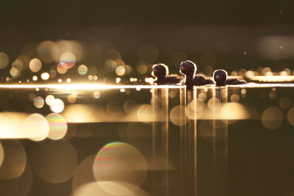 Special Mention | Young Photographer