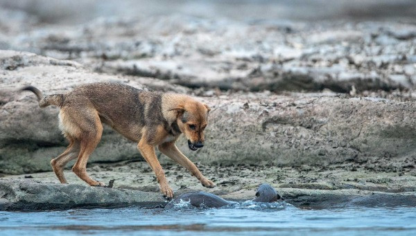 Runner-up | Conservation Focus