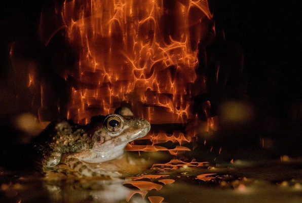 Special Mention | Animal Portraits & Behaviour