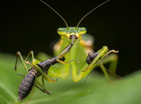 Second Runner-up | Animal Behaviour