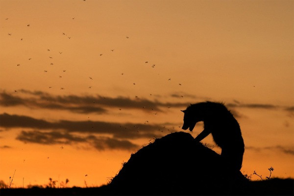 Winner | Animal Behaviour