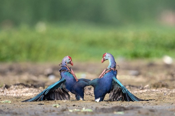 Jury Selection | Animal Behaviour