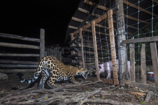 Jury Selection | Conservation Focus