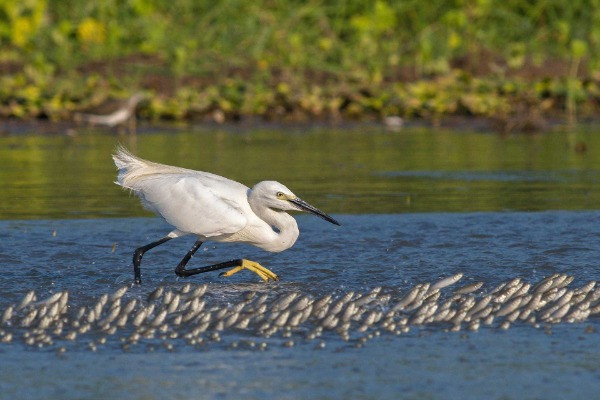 Second Runner-up | Animal Behaviour