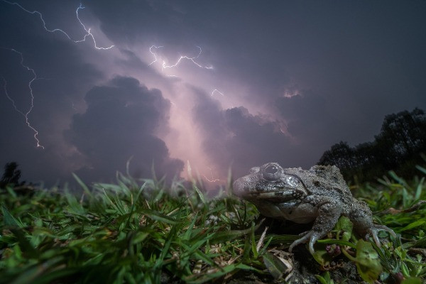 Special Mention | Animal Portraits