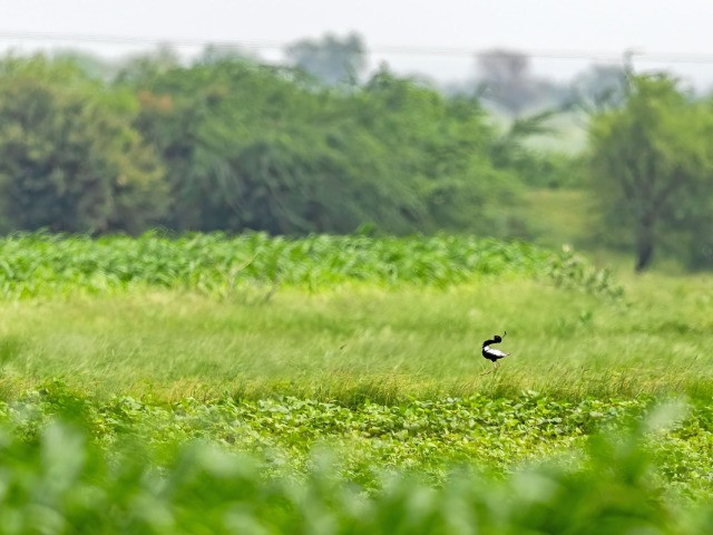| Nature inFocus