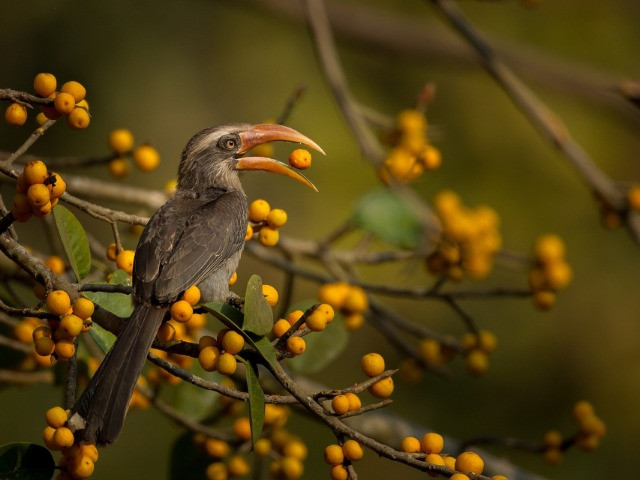The Farmers Of Our Forests | Nature inFocus