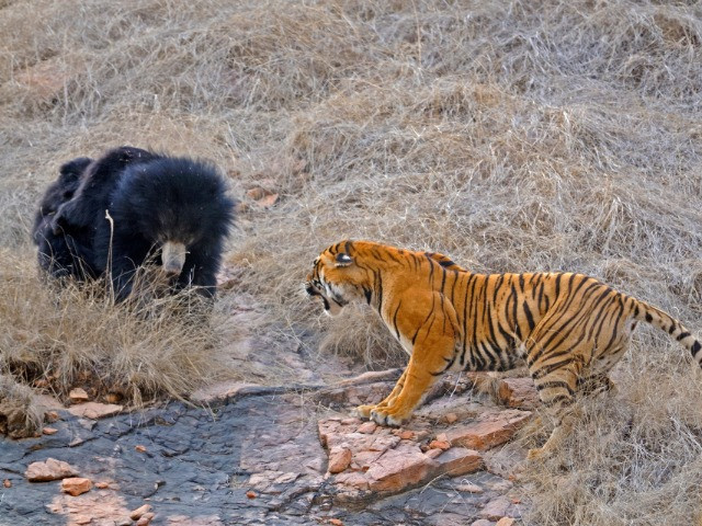 Mating Tigers And A Mother's Love | Nature inFocus
