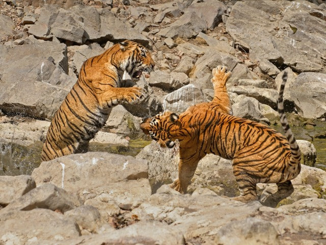 When Tigers Wage Water Wars | Nature inFocus