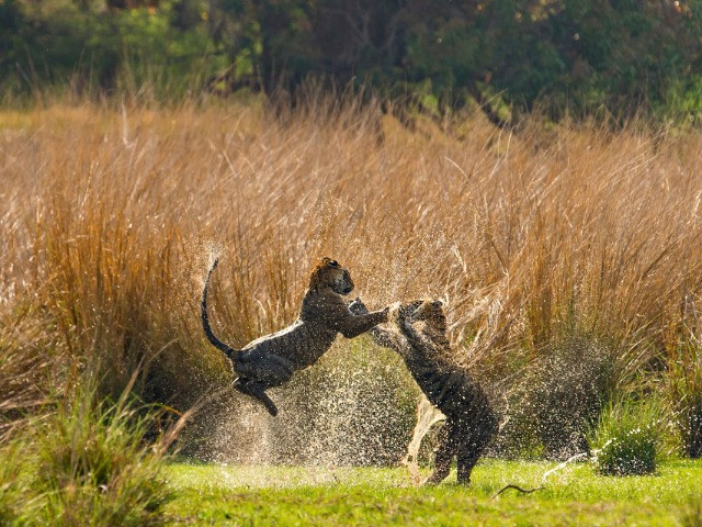 A Splash Of Tiger Stripes | Nature inFocus