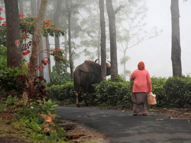 The Timid Indian Gaur Is Taking To Towns In South India | Nature inFocus