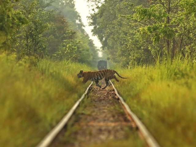 Speeding Trains And The Rising Death Toll | Nature inFocus