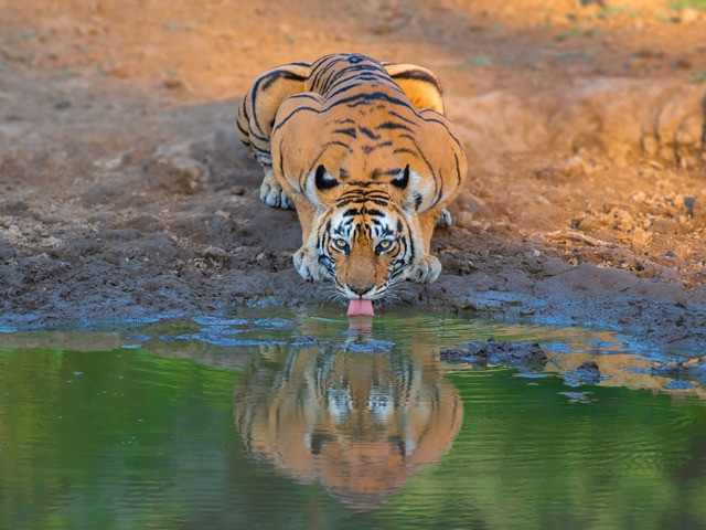 The Changing Diet Of Tigers In Sariska | Nature inFocus