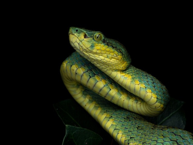India's Striking Variety Of Pit Vipers | Nature inFocus