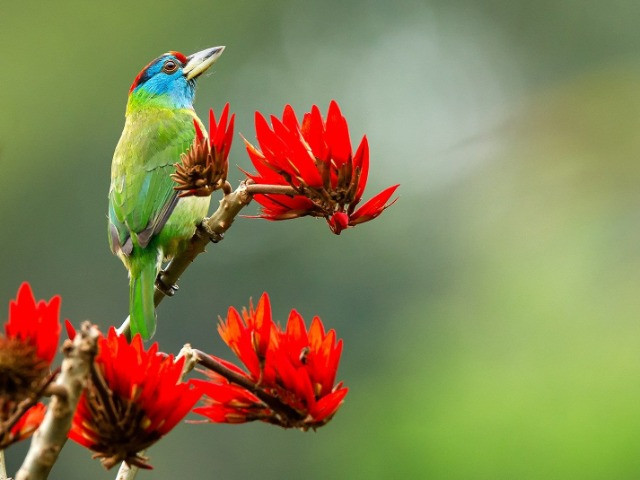 The Barbets Of India | Nature inFocus