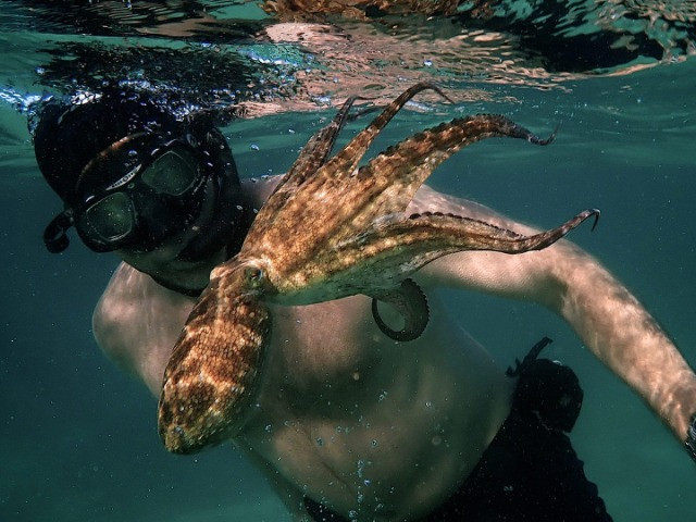 My Octopus Teacher: Conversations with Craig Foster & Pippa Ehrlich | Nature inFocus