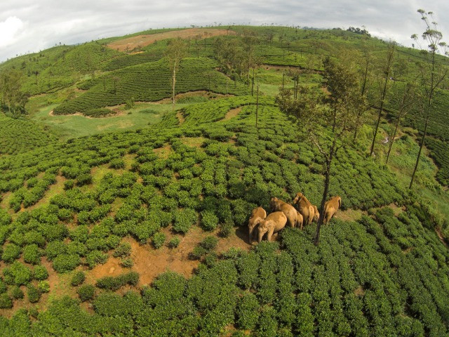 What Are Landscape Mosaics? | Nature inFocus