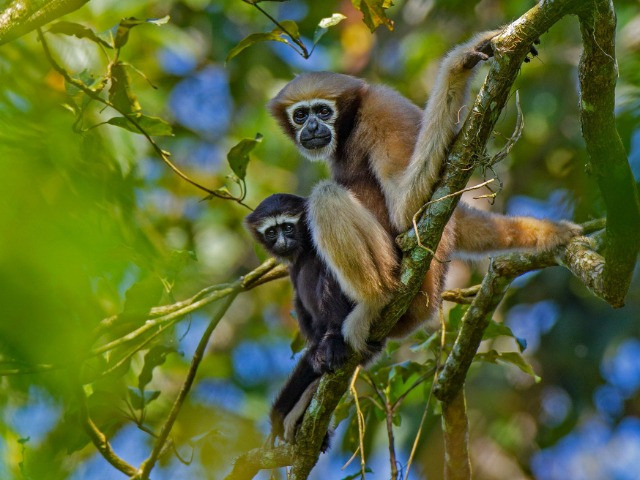 Dehing Patkai | Nature inFocus