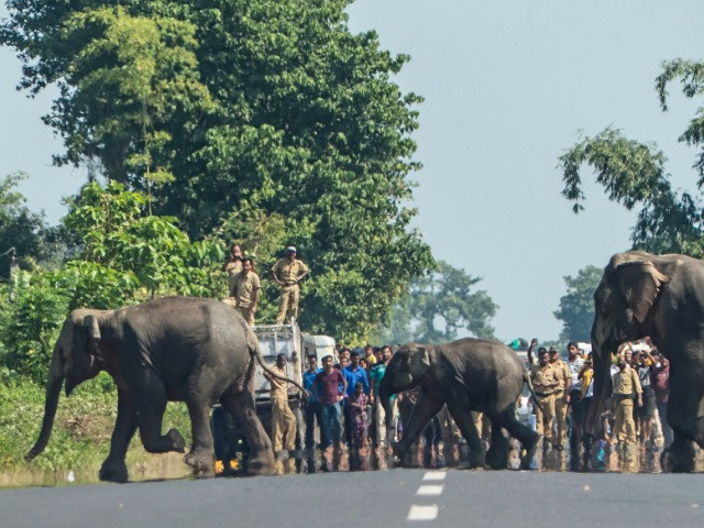 The Challenges Of Mob Management When Rescuing Wildlife | Nature inFocus