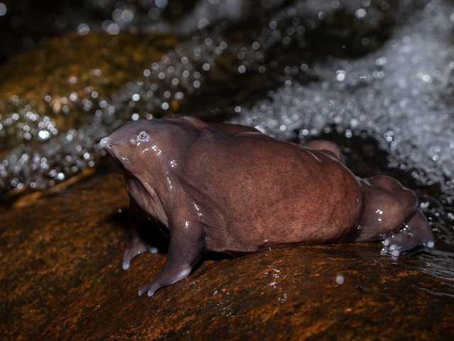 The Purple Frog's Race Against Time | Nature inFocus