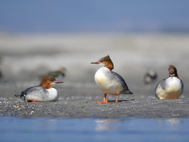 Gajoldoba | Nature inFocus