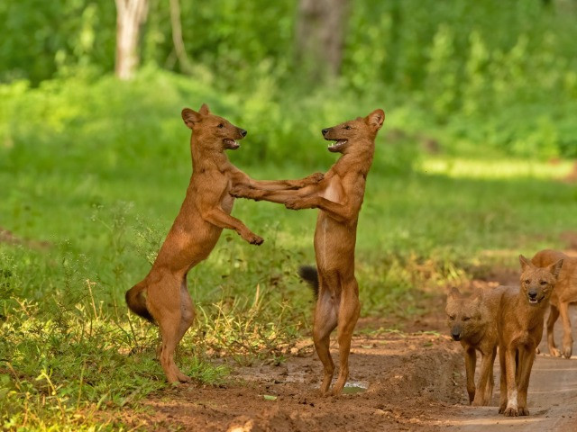 Decoding Dholes: 10 Things You Should Know | Nature inFocus