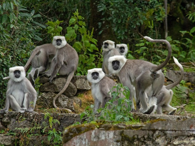 The Himalayan Langur's Battle For Survival | Nature inFocus