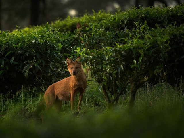Dholes And The Tea Estates Of Valparai | Nature inFocus