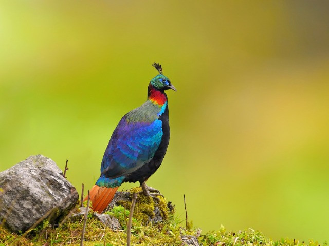 All About The Himalayan Monal | Nature inFocus