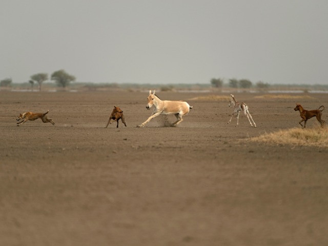 Indian Wildlife’s Perilous Dog Problem | Nature inFocus
